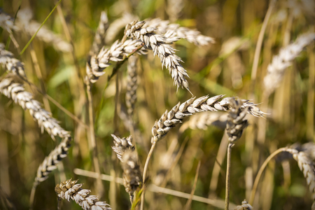 close up of a wheat field in summerの写真素材