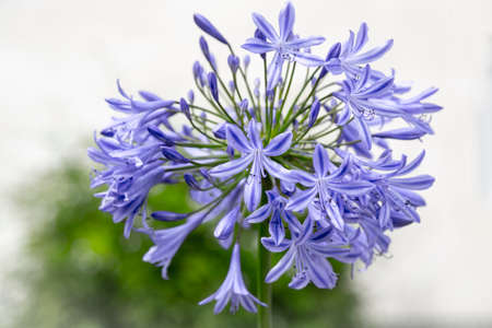 close up of a blue blossom in spring