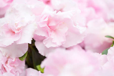 blurred pink flower pattern for backgroundsの写真素材