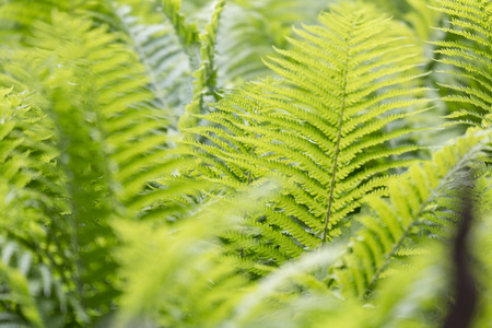 spring fern texture for backgroundsの写真素材