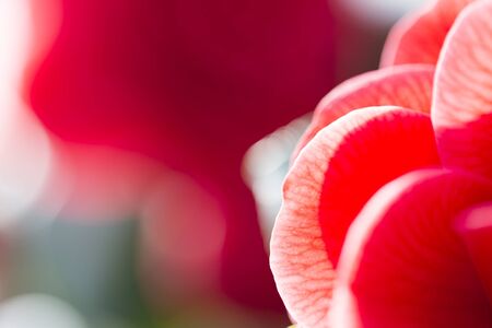 backlit macro of red flower leavesの写真素材