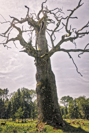 HDR shot of an very old oakの写真素材