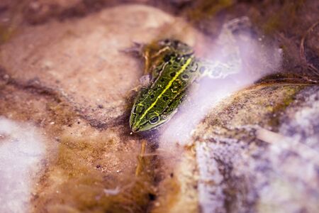 green frog under waterの写真素材