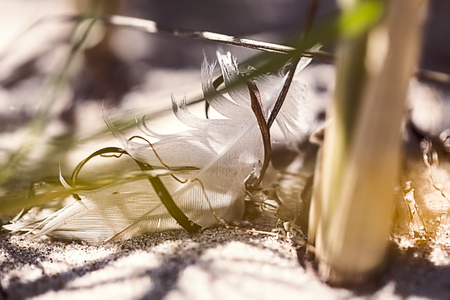 macro of an old feather laying on a beachの写真素材
