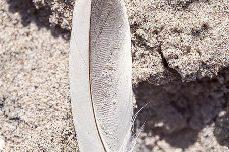 macro of an old feather laying on a beachの写真素材