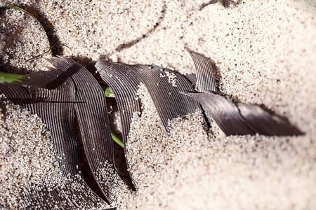 macro of an old feather laying on a beachの写真素材