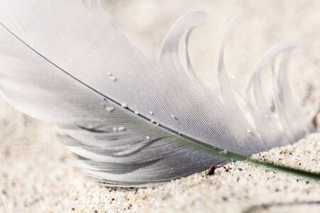 macro of an old feather laying on a beachの写真素材