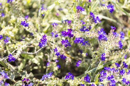 macro of purple heather for backgroundsの写真素材