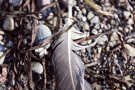 macro of an old feather laying on a beachの写真素材