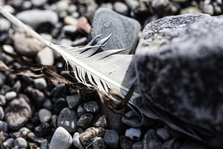 macro of an old feather laying on a beachの写真素材