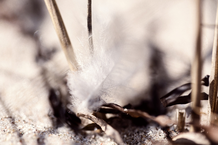 macro of an old feather laying on a beachの写真素材