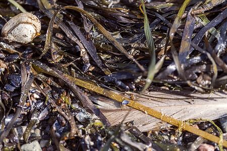 macro of an old feather laying on a beach