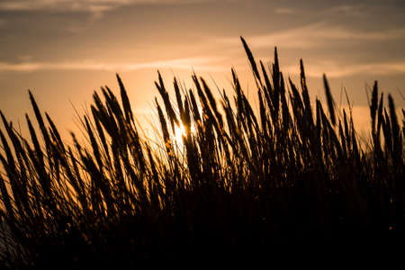 silhouette of marram grass and sunsetの写真素材