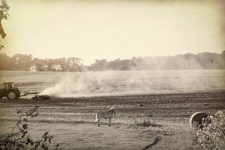 bw landscape with harvested field and white horseの写真素材