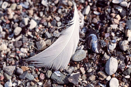 macro of an old feather laying on a beachの写真素材