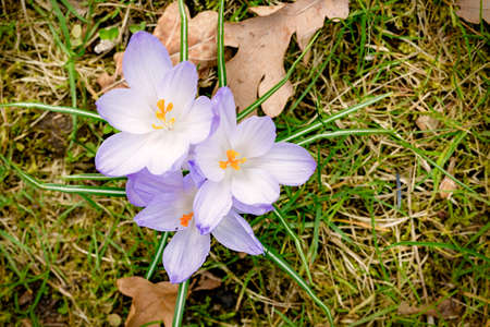 macro of some purple crocuses in spring