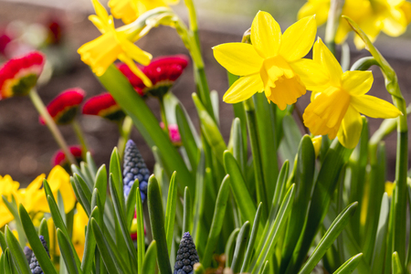 some yellow daffodil flowers in springの写真素材