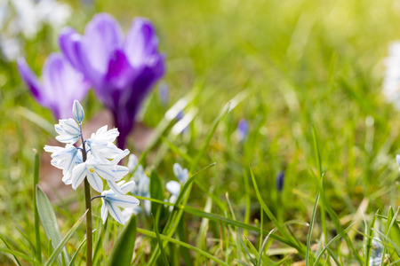 macro of some purple crocus in spring