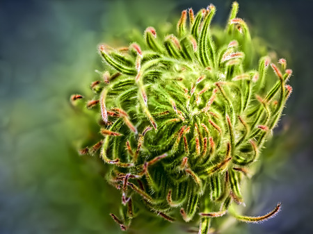 macro of an organic looking plantの写真素材
