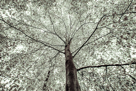 black and white shot of a autumn treeの写真素材