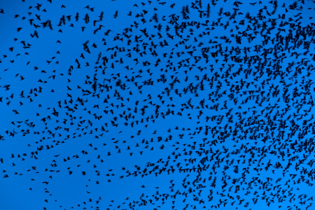  blurred flock of flying birds for backgroundsの写真素材