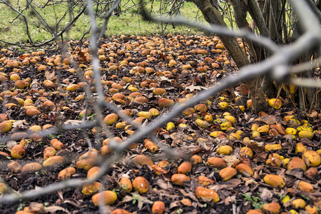 many windfall apples laying in the dirtの写真素材