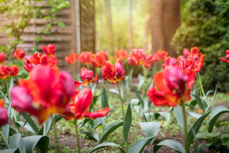 small field of red tulips in springの写真素材