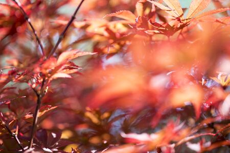 close up of blurred red leaves for backgroundsの写真素材