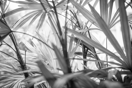 close up of a indoor palm treeの写真素材