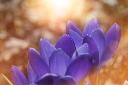 springtime, crocuses in a bath of sunlightの写真素材
