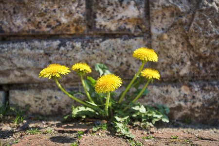 dandelion growing out of a wallの写真素材