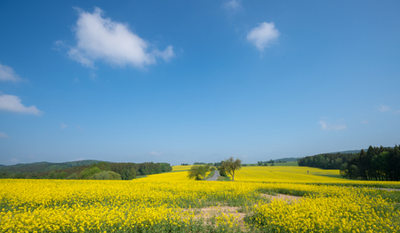 landscape with rape fields in the summerの写真素材