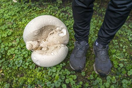 giant puffball mushroom and the feet of a young man for size comparisonの写真素材