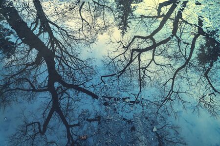 Reflection of a tree in a puddle for backgroundsの写真素材
