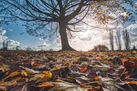 close up of autumn leaves with tree and cloudscape in backgroundの写真素材