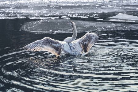 young swan on a lake with ice floes trying to flyの写真素材