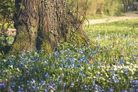 a tree trunk with many blue spring flowers in frontの写真素材