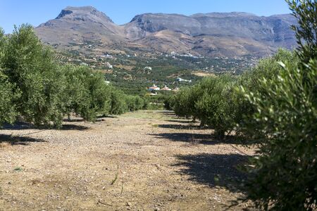 Olive plantation with mountain range in the background on Creteの写真素材