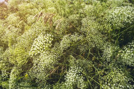 Close-up of small white flowers on a meadowの写真素材