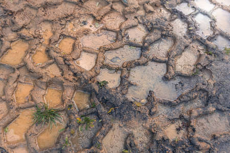 close up of tire tracks in the mudの写真素材