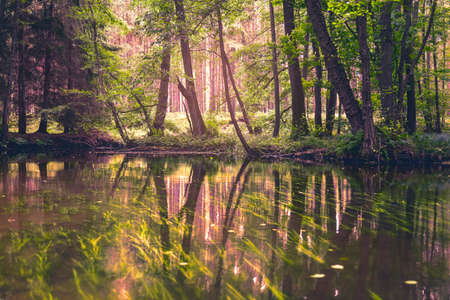 forest in the evening sun seen from a riverの写真素材