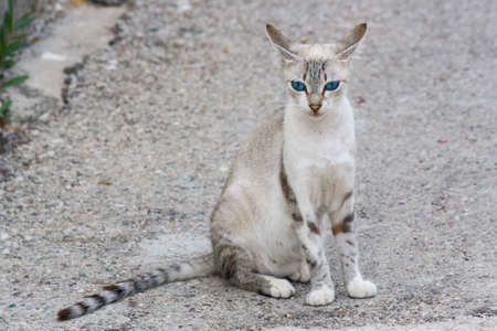 Blue eyed cat