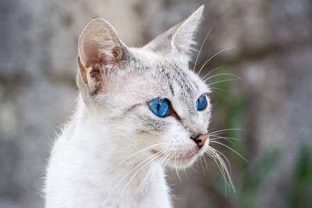Blue eyed catの写真素材