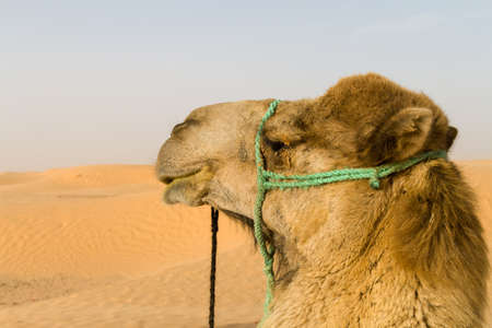 Dromedary observes Sahara desert sand dunesの写真素材
