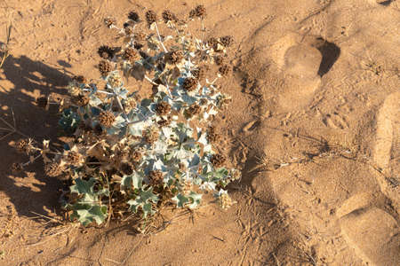 Dry  prickly  plant growing on sand in desert or beach.の写真素材