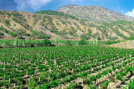 Landscape of vineyard in mountains, nature background.の写真素材
