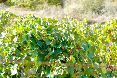 Landscape of vineyard in mountains, nature background.の写真素材