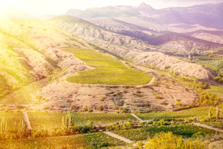 Landscape of vineyard in mountains, nature background.の写真素材