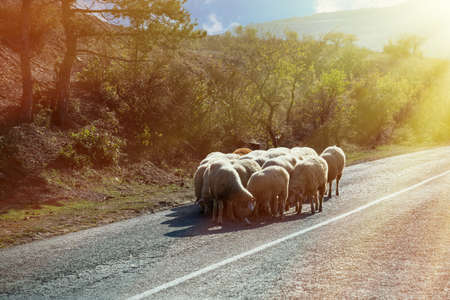 Sheep stand in a heap on the asphalt under the sun's rays.の写真素材