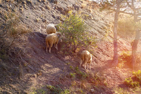 Three sheeps eat the leaves of the bushes on the mountain.の写真素材